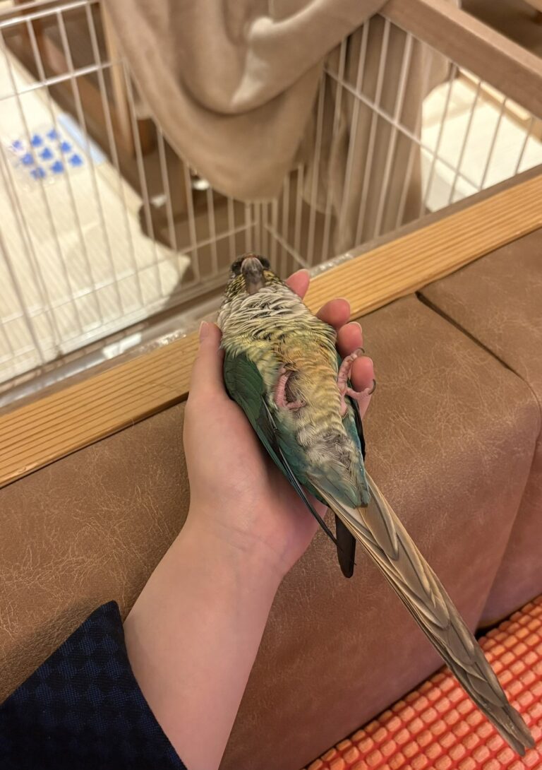 菊之湯で飼い主の手の中にいるキーちゃん