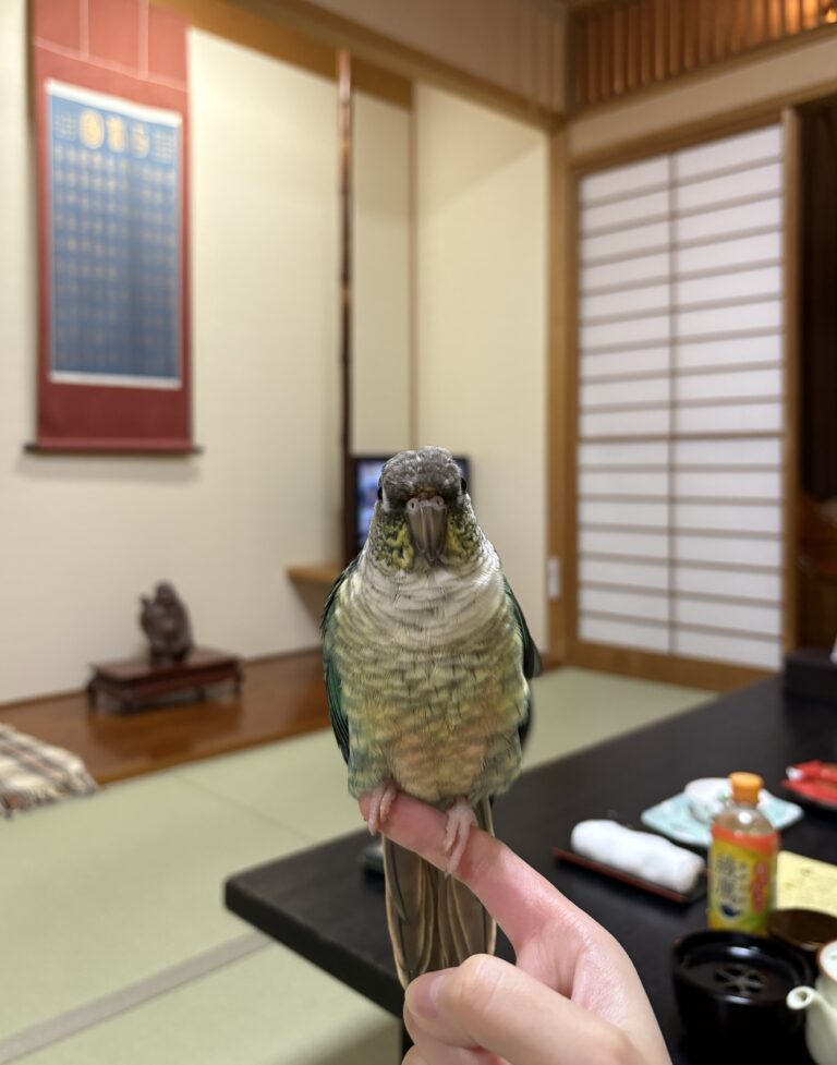 須賀谷温泉で手にとまるキーちゃん