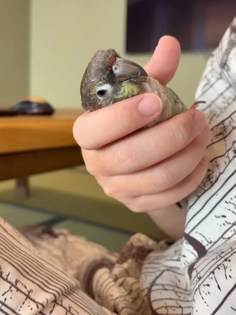 飼い主の手に包まれてくつろぐキーちゃん