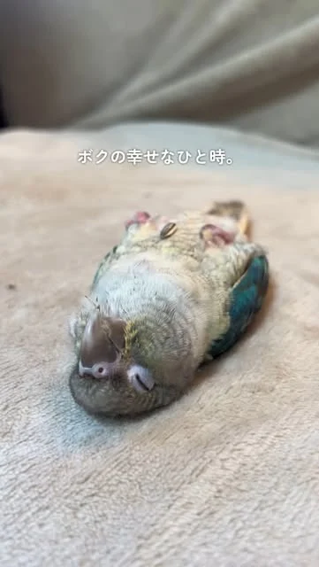 毛布の上で仰向けになって眠るキーちゃん